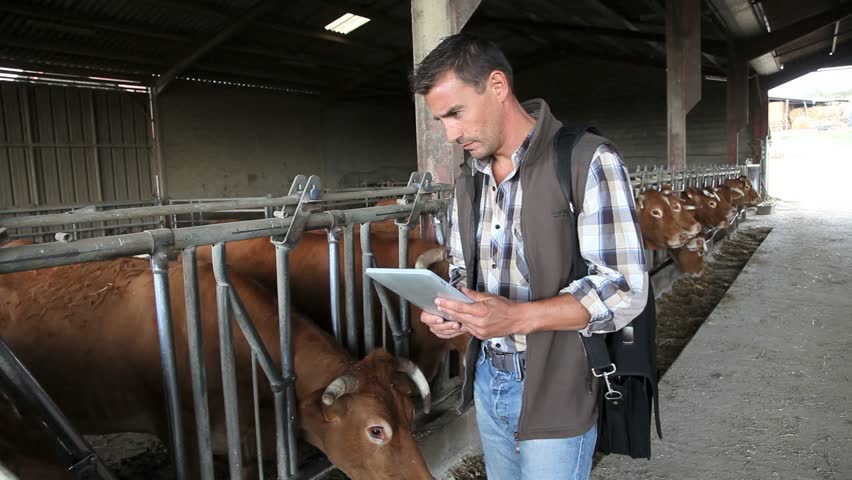 Breeder in cow barn using digital tablet