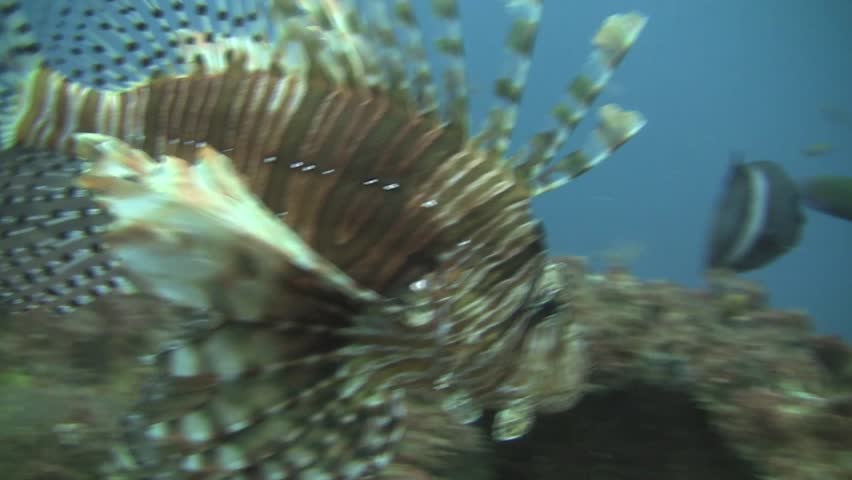 Lion Fish