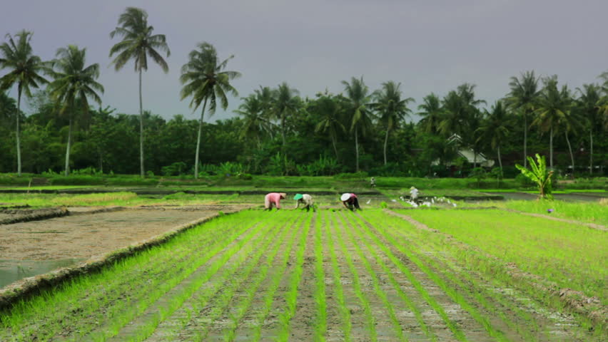 agriculture workers in rice fields in Bali with palm trees in background