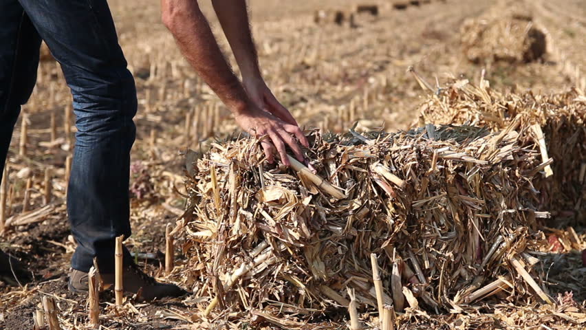 Farmer in field checking straw bales.
Straw bales on a harvested maize field. HD1080p.