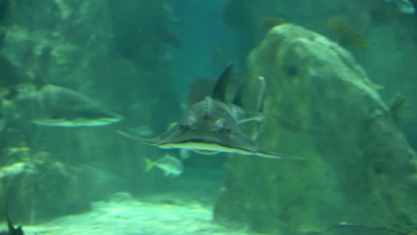 Shark in underwater wild life