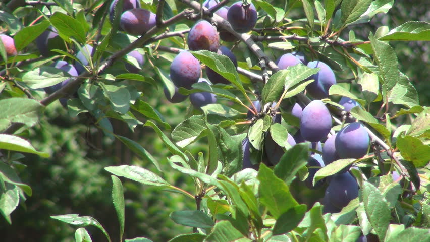 Plum Orchard, Plum Tree, Branches of Plums, Ecological Plums, Organic Fruits 