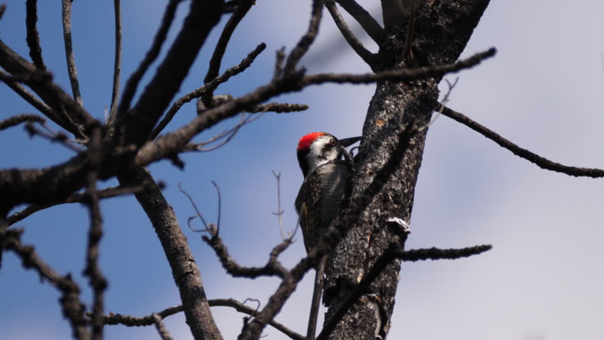 Header of African Grey Woodpecker