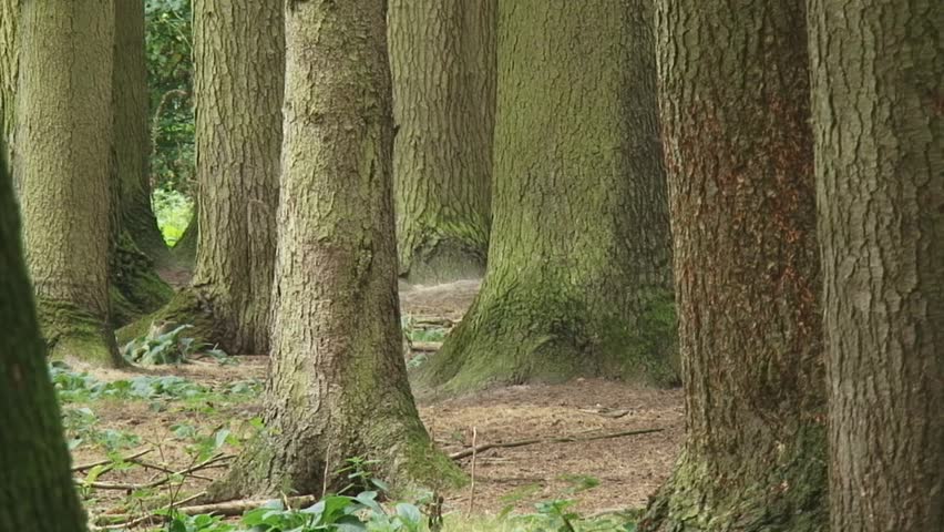 fallow deer with calve emerges between tree trunks  in forest and walks away