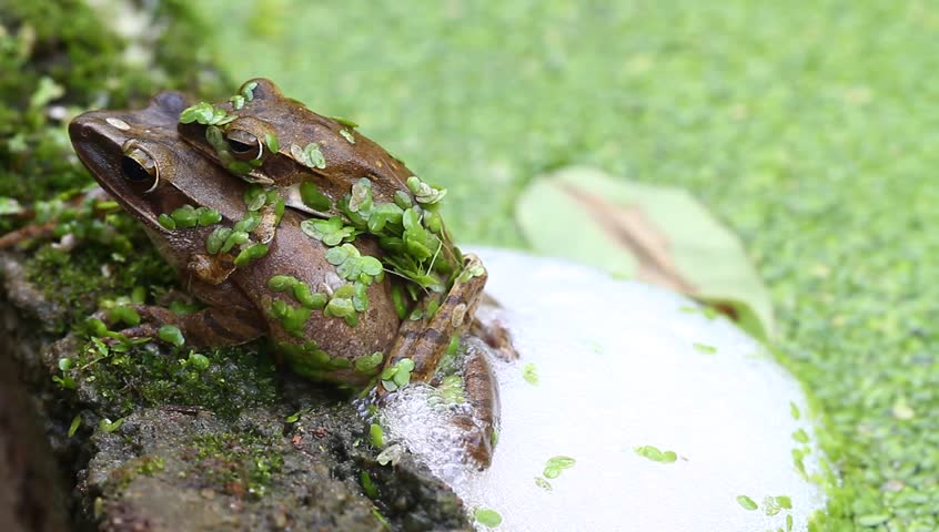 Breeding frogs