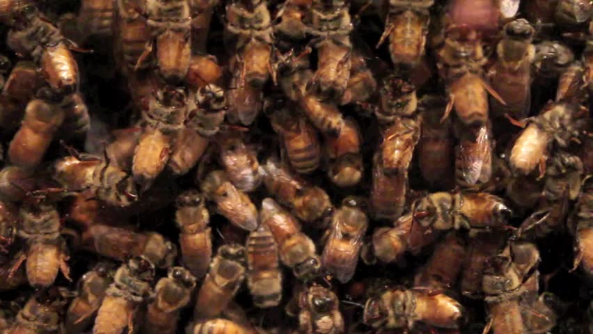 Bees video high res 1080 beehive making honey in the the honeycomb cell structures working together as a team of flying insects frantically feeding the larva as a golden yellow nature background.