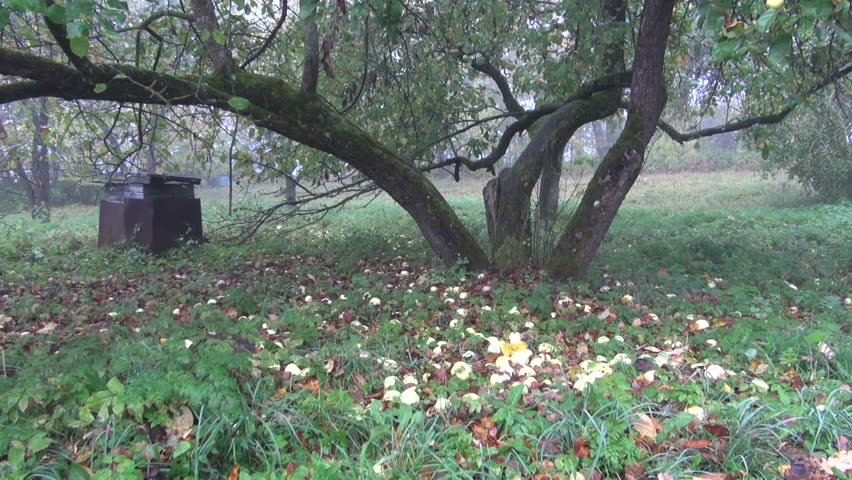 old autumn apple tree trunk  and apples in derelict garden

