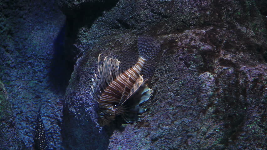 lion fish