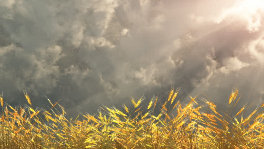 golden wheat on thunderstorm sky
