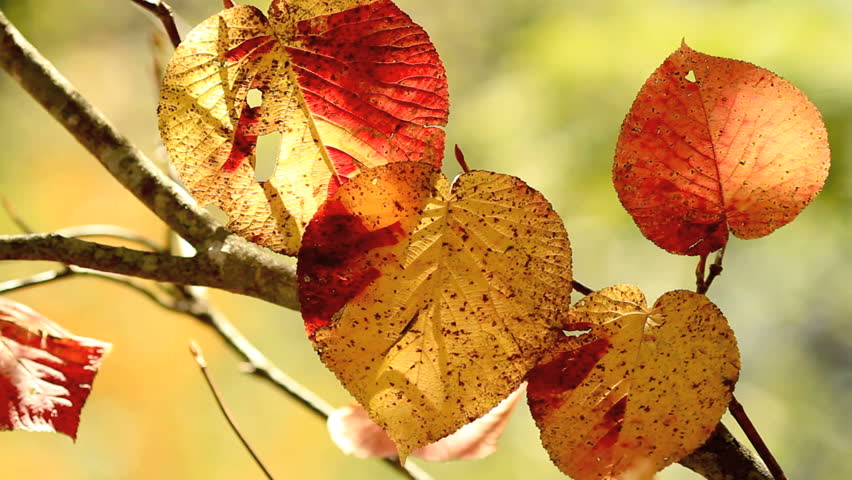 Autumn twig with foliage in the background.