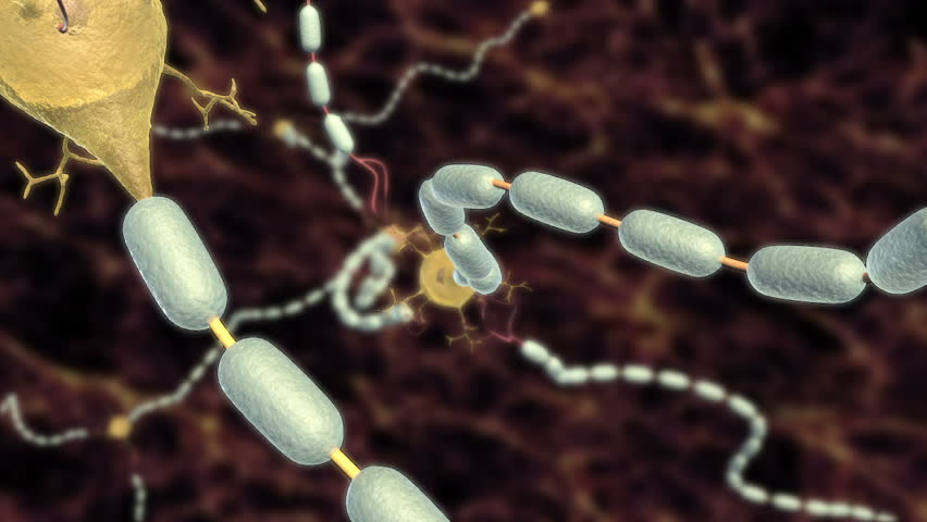 Close up animation of action potential highlighted yellow propagating through neuron soma down axon.