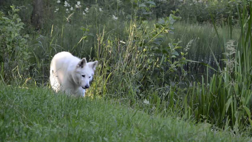 White Shepherd runs in the water and searches for mouse
