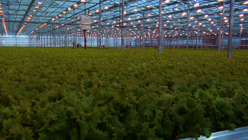 Greenhouse