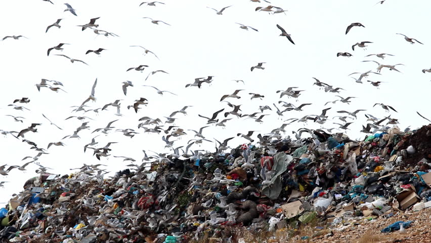 Seagulls and garbage

Description: Seagulls on landfill 

