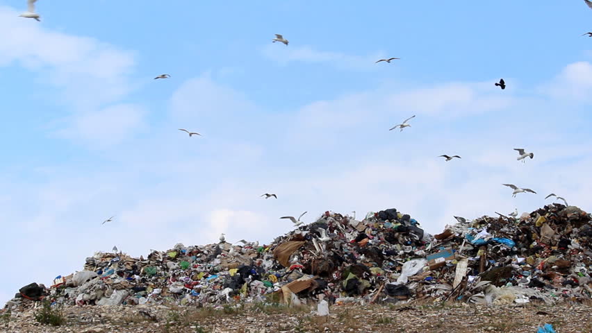 Seagulls, sky and garbage

Description: Seagulls on landfill 
