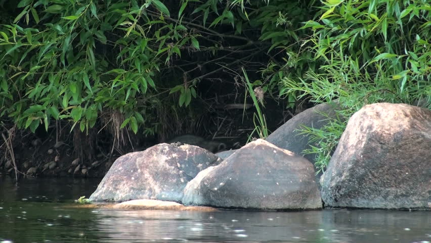 A Raccoon hangs out on the rocks of a Colorado river. 1920x1080