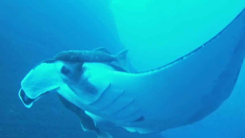 Manta on the coral reef