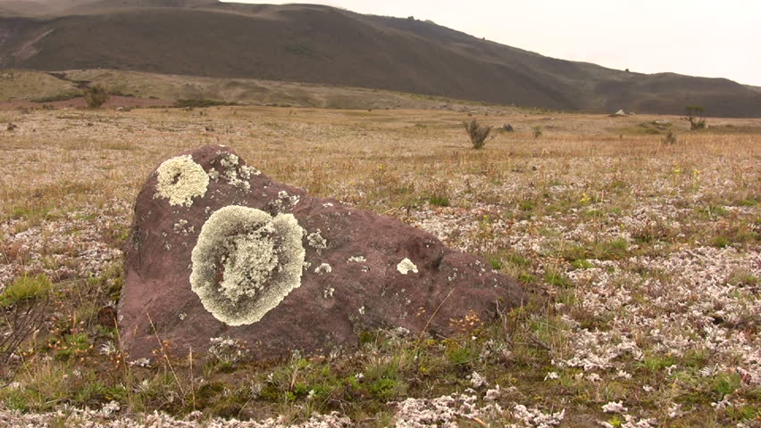 Crustose lichen crowing on boulder on paramo near Cotopaxi Volcano, Ecuador