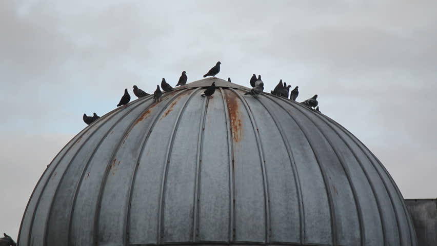 Pigeons find safety on the dome of a silo/Pigeons on Dome/Pigeons gather on top of a silo