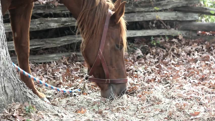 Closeup Of A Brown Horse Eating Straw With Some Leaves