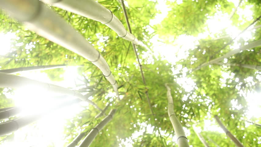 Through Bamboo Forest Dolly