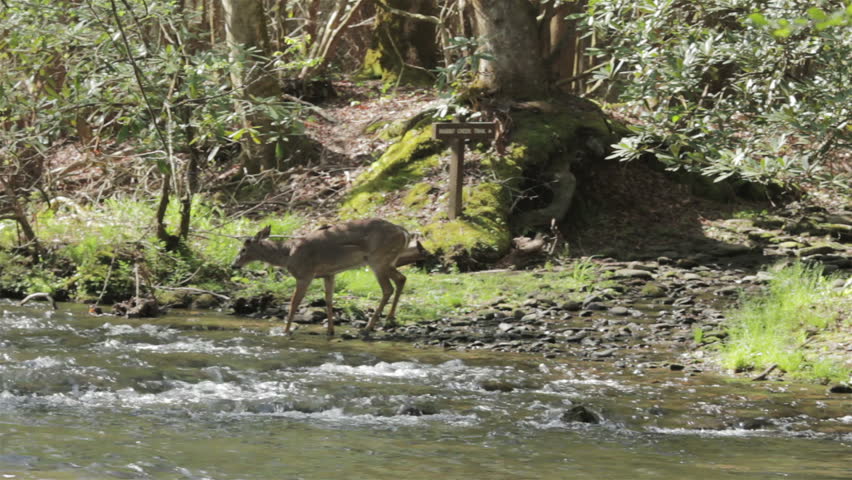 Deer crossing the river in the Great Smoky Mountains.