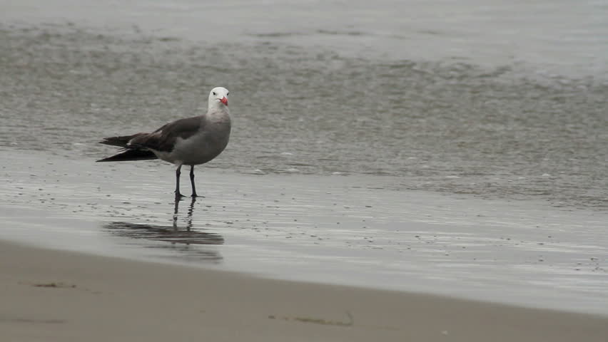 A seagull grabs little sea critters out of the sand on a Los Angeles beach