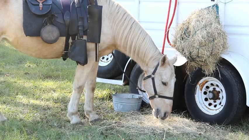 Horse Eating Straw With Saddle And Bridle Looks Up While Beside Horse Trailer