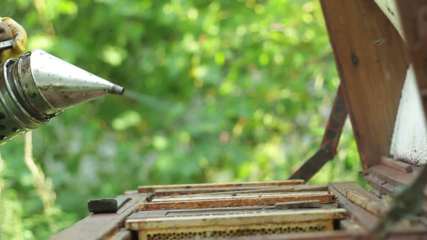 Beekeeper at work, closeup on hands
