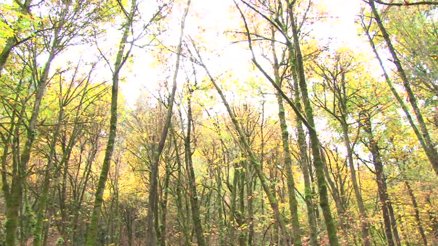 Tall trees in Oregon forest during autumn, panning up shot.