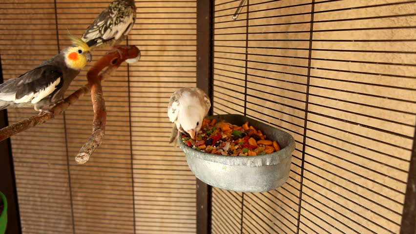 Feeding Time in the Outdoor Aviary
