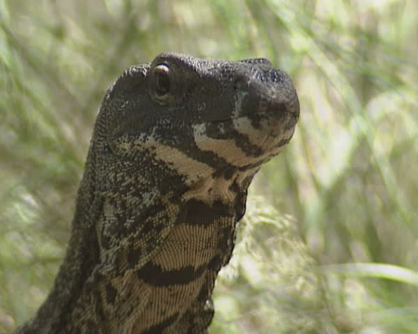 Goanna (Varanus varius) monitor lizard - close up -  Lace Monitor,  black and yellow bands extending under the chin and neck