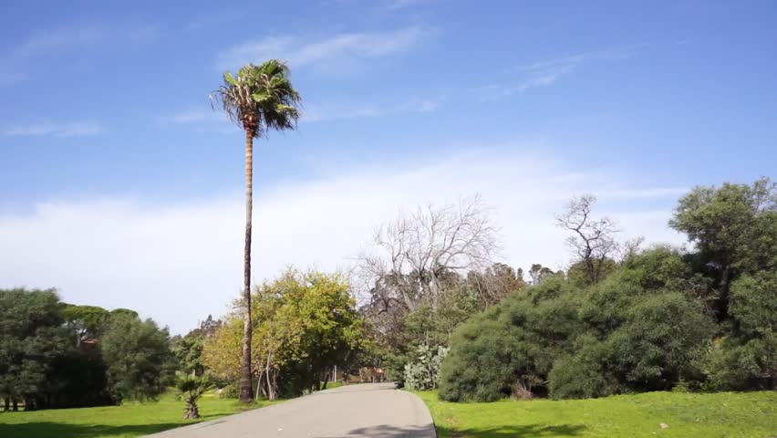 Palm tree against a blue sky in landscape  Park Moret, an approximate area of ??72 hectares, is the largest urban park in Andalusia, Huelva, Spain