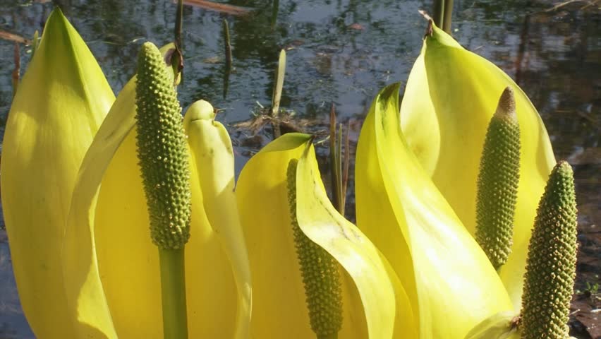 Western Skunk Cabbage  (Lysichiton americanus) close up