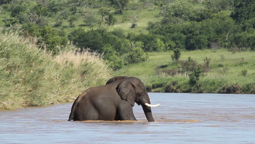Lone African elephant crossing the Umfolozi river