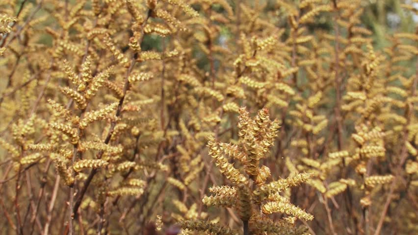 flowering catkins Bog Myrtle, Sweet Gale (Myrica gale). Bog myrtle produces essential oil which has rich medicinal value.