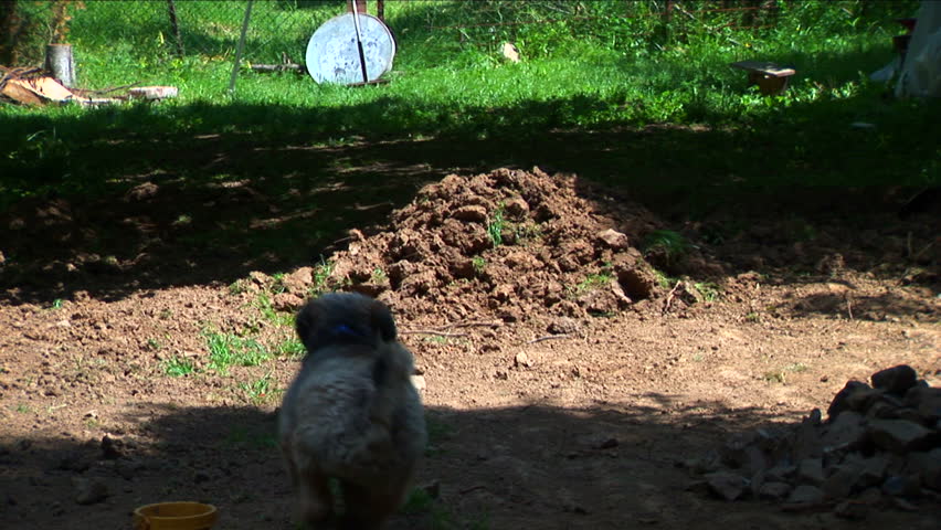 Tibetan terrier running after his rubber toy

