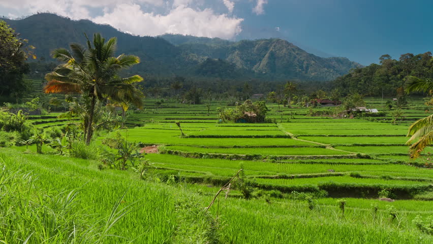 Timelapse of rice plantation against Agung mountain in Indonesia, Bali
