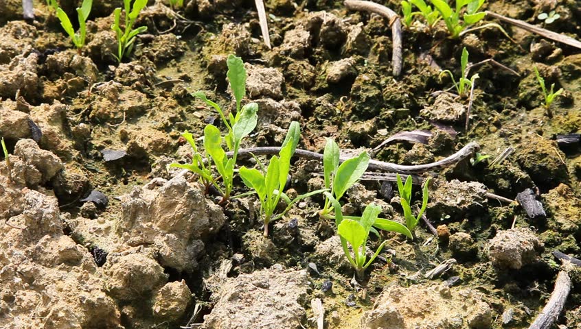 spinach sapling budding in the garden