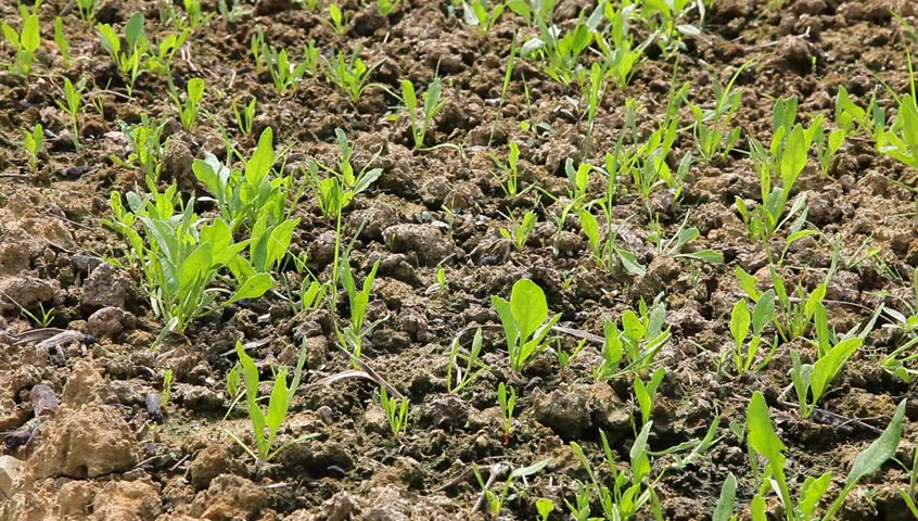 spinach sapling budding in the garden