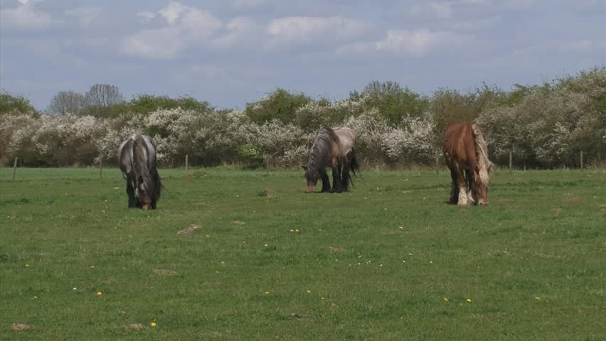 3 draft horses grazing in typical Dutch river landscape with flowering blackthorn in background. Wide shot.