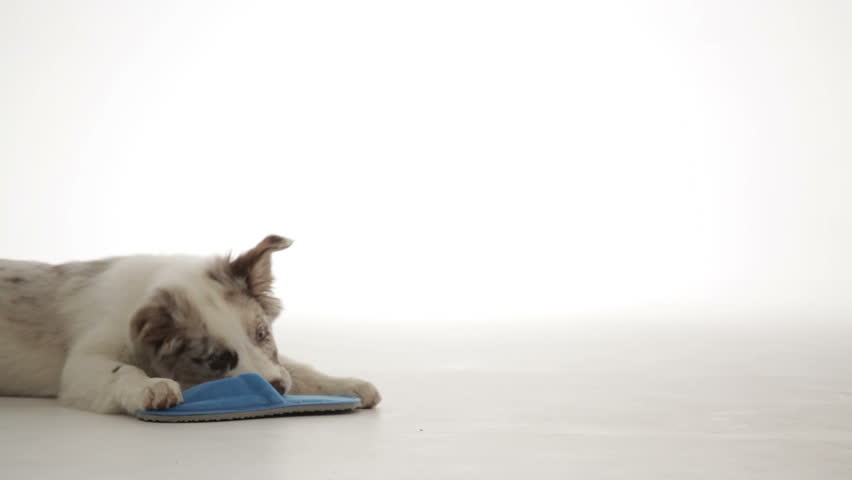 sheepdog whelp playing with slipper
