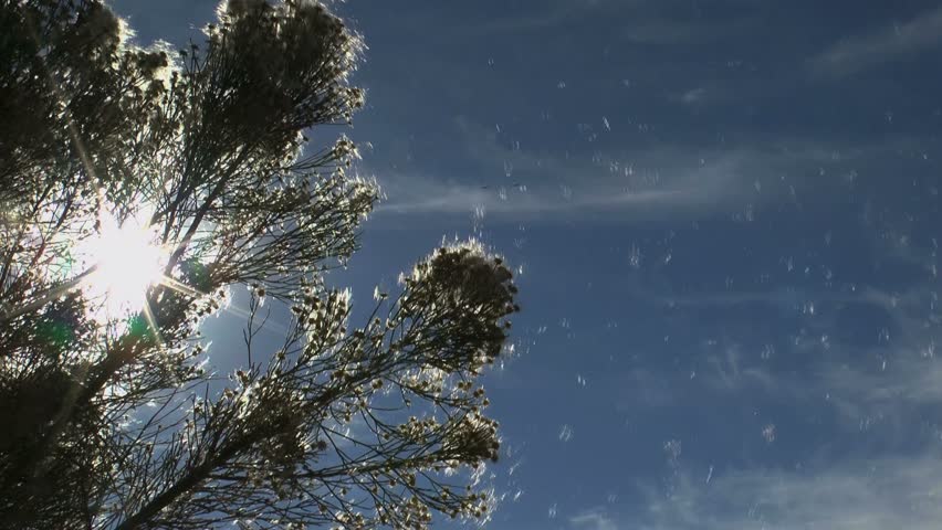Wind shakes pollen off Arizona desert broom tree branches, sends it swirling in blue sky background. 1080p