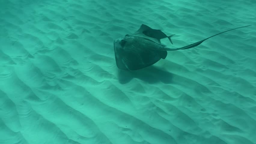 Sting Ray cruising along a sandy bottom