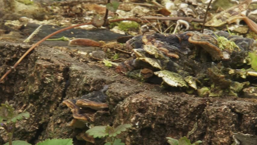 fallen tree, rotten tree trunk - pan
