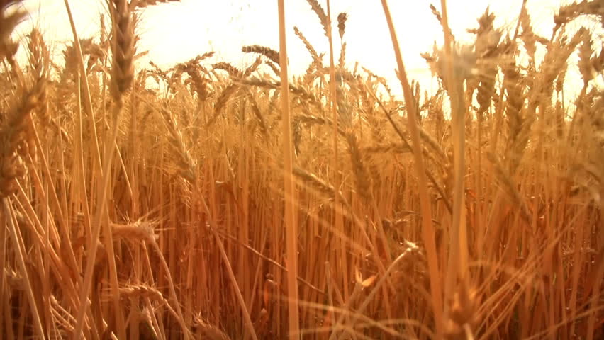 Crane Shot over ripe Wheat field.
