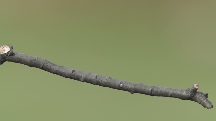 A Tufted Titmouse (Baeolophus bicolor) perches on a tree limb in Autumn