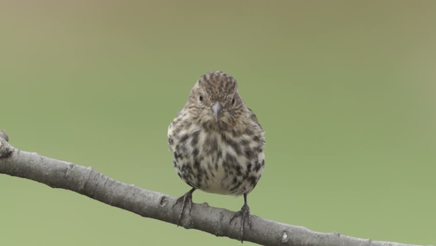 A male Pine Siskin (Carduelis pinus) perches on a tree limb in Autumn