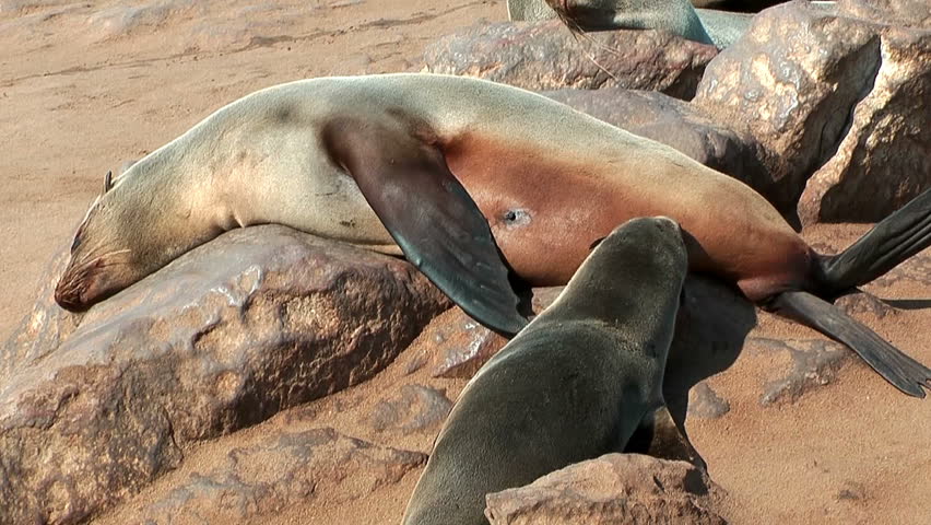 South african fur seal feeding her baby with milk. Shot at cape cross seal reserve in namibia africa, where a colony of about 150000 seals is present.