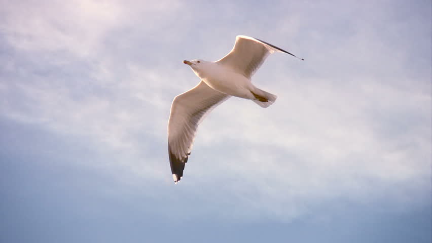 Seagull flying